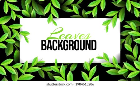 Overgrown tree branches green leaves. Pring or Summer Nature. Luxury banner background and place for text. Abstract Design Element. Promotional template.