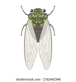 Overhead illustration of insect cicada.