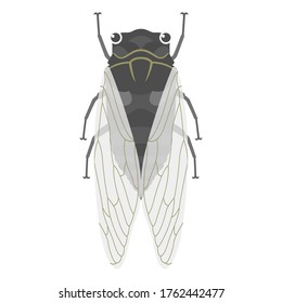Overhead illustration of insect cicada.