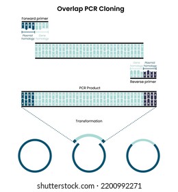 Overlap Polymerase Chain Reaction PCR Cloning Vector Graphic