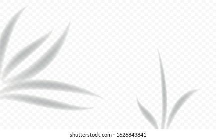 overlay floral shadow isolated on transparent background. vector illustration