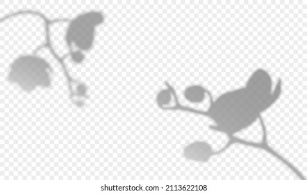 Overlay shadow effect from flowers of orchid. Lights from window on wall. Phalaenopsis branch transparent reflection. Realistic vector illustration