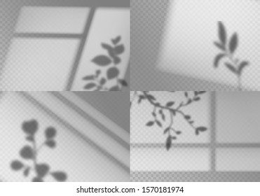 Overlay window shadows. Realistic leaves and window frames monochrome natural lighting transparent soft light natural effects vector wall indoor abstract plant set