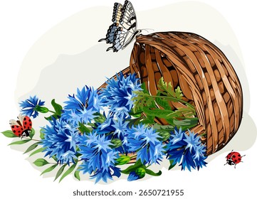 An overturned basket of flowers.Vector illustration with cornflowers in an upside down wicker basket on a transparent background.