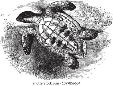 Overturned of Imbricated turtle flipped onto its back and revealing its underbelly, vintage line drawing or engraving illustration.