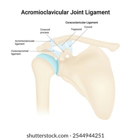 Übersicht über das Acromioclavicular Joint Ligament