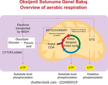 Overview of aerobic respiration, education illustrator