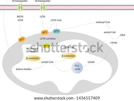 overview of hepatic beta-oxidation of fatty acids