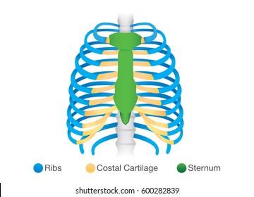 Overview of human rib structure. Illustration about bone Anatomy.