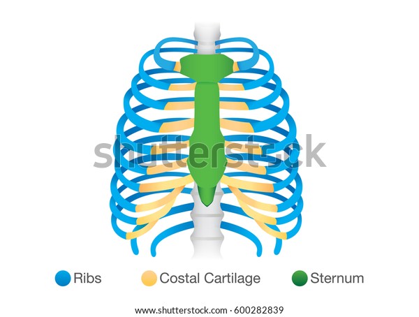 Overview Human Rib Structure Illustration About Stock Vector Royalty Free 600282839 Overview human rib structure illustration about stock vector royalty free 600282839