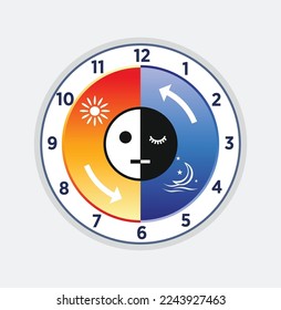 An overview of sleep-wake cycles and the circadian rhythm: daytime and nighttime processes of the body vector illustration