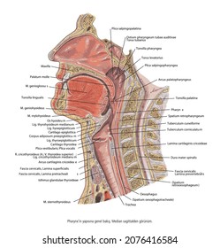 Overview of the structure of the Pharynx. Median sagittal view.-
Anatomy of the mouth and tongue medical vector illustration on white background