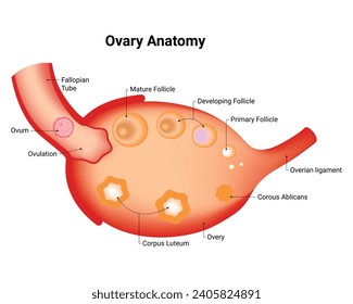 Overy Anatomy Science Design Vector Illustration Diagram