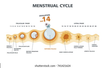 Menstrual Phases Chart