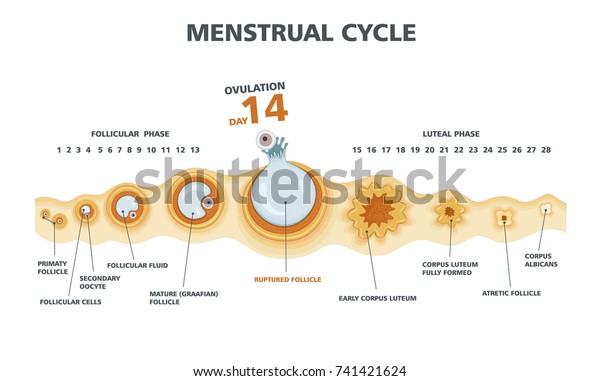 Ovulation Chart Image