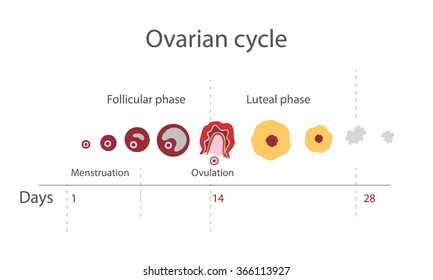 Ovulation Days Chart