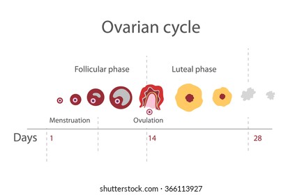 Ovulation chart showing Ovarian cycle