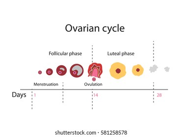 Ovulation chart showing Ovarian cycle