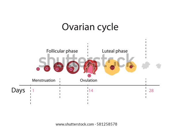 Ovulation Chart
