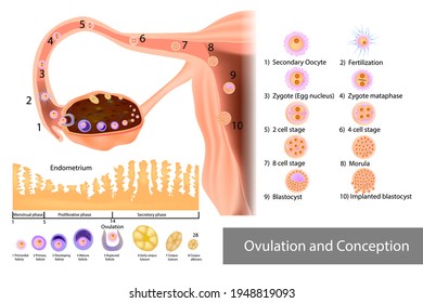 Ovulation and Conception Implantation. Fertilization and Development of a human embryo