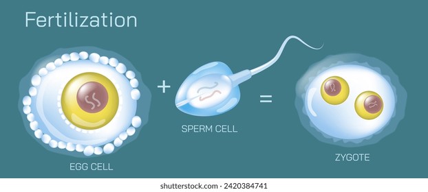 Ilustración vectorial de la ovulación, concepción e implantación. Diagrama anatómico de fertilización y proceso reproductivo humano. Material de estudio y aprendizaje para estudiantes.