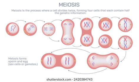 Ovulation, conception and implantation vector illustration. Anatomical diagram of fertilization and human reproductive process. Students learning and education study materials.