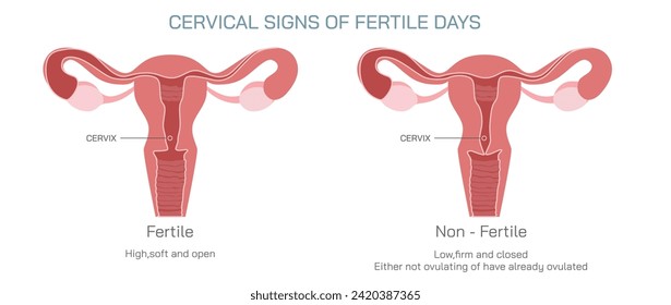 Ilustración vectorial de la ovulación, concepción e implantación. Diagrama anatómico de fertilización y proceso reproductivo humano. Material de estudio y aprendizaje para estudiantes.