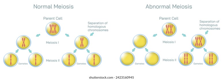Ilustración vectorial de la ovulación, concepción e implantación. Diagrama anatómico de fertilización y proceso reproductivo humano. Material de estudio y aprendizaje para estudiantes.