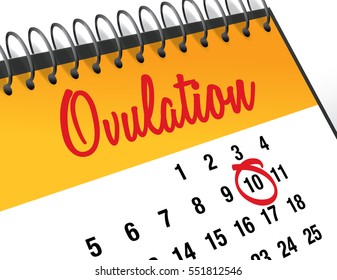 Ovulation Day Mark On Calendar Vector Illustration