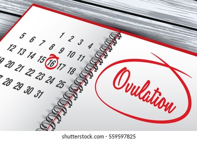 Ovulation Day Mark On Calendar Vector Illustration