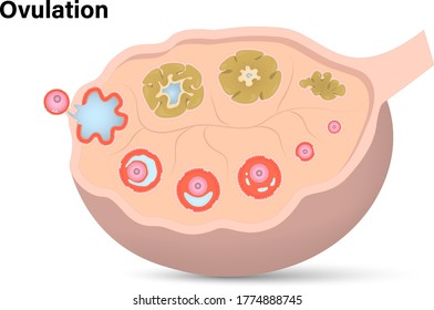Ovulation diagram, Ovarian cycle, Anatomy of female egg cell development, Ovary cross section