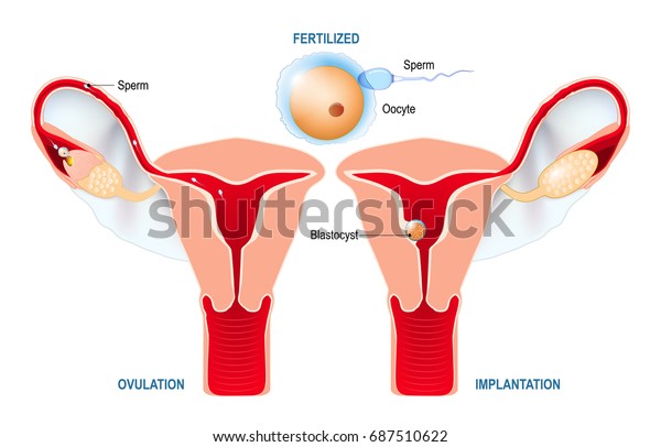 From ovulation to fertilization. development\
of a human embryo: ovulation, fertilization, implantation of\
blastocyst in the uterine wall. uterus with broad ligament on the\
white background.