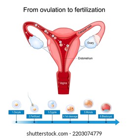 ovulación, implantación de fertilización. útero humano con esperma y oocito que crecen después de la fertilización. desarrollo de un embrión humano desde zygote a Morula y blastocist. Sistema reproductivo femenino