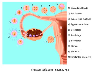 Ovulation. Implantation (human embryo). Fertilization. The Female Reproductive System.