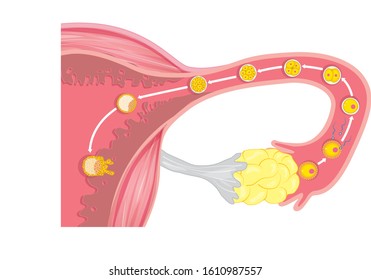 From ovulation to implantation.Fertilization, zygote, cleavage, morula, blastocyst.