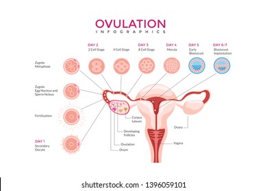 Ovulation Chart