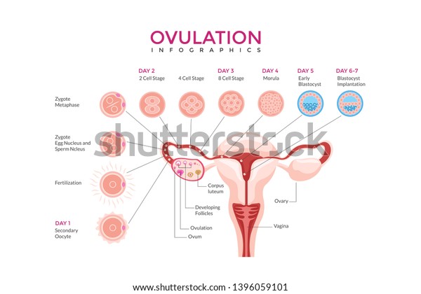 Ovulation Medical Infographic Chart Composition Poster Stock Vector