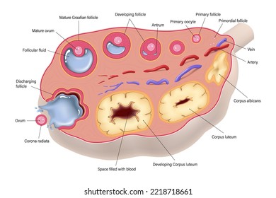 Ovulation. Ovarian cycle. Egg cell development. Ovary structure. Menstrual cycle.