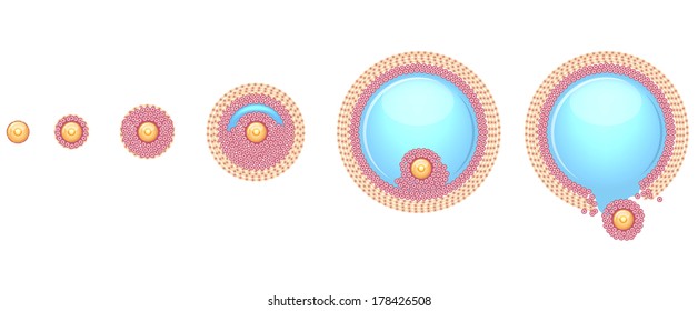 Ovulation process step by step. Ovum is released from the ovarian follicles.