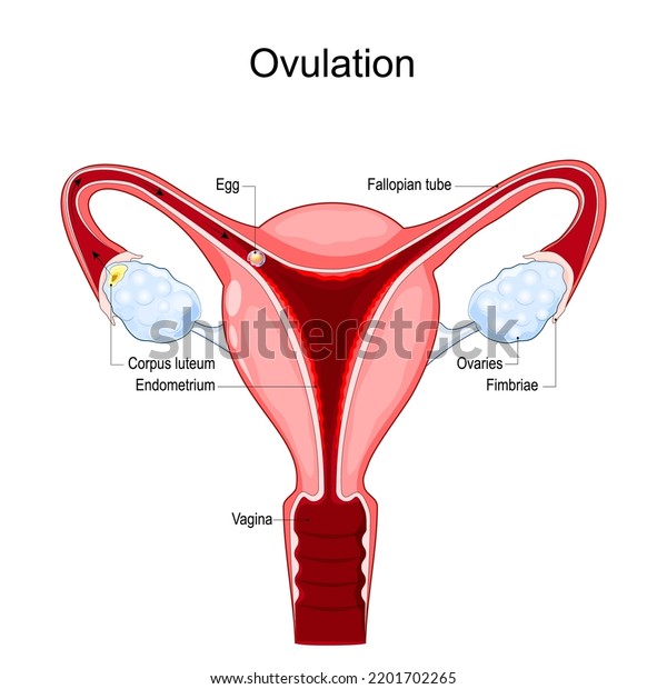 Ovulation. release of eggs from the ovaries. Human\
uterus with Vagina, ovarian follicles, Corpus luteum, Fallopian\
tube, Endometrium, and Fimbriae. Menstrual cycle in female. Vector\
poster