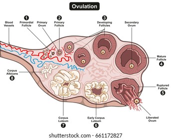 Ovulgaridad Escala el diagrama infográfico incluyendo todas las etapas del desarrollo del folículo desde el primogénito hasta el corpus albico final para la educación científica y la atención médica