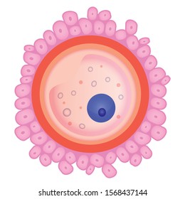 Ovule, Female Fertility Cell Flat Vector Illustration. Woman Reproductive System, Gametogenesis. Ovum, Egg Cell, Oocyte With Nucleus Isolated On White Background. Female Ovulatory Cycle Stage