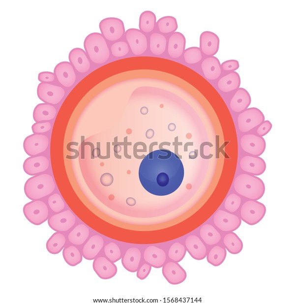 Ovule Female Fertility Cell Flat Vector Stock Vector (Royalty Free ...