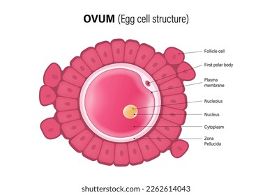 Ovum, estructura de células de huevo. Oocito. Sistema de mujeres reproductoras. Gametogénesis.