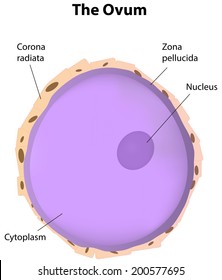 The Ovum Labeled Diagram