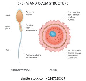 Ovum and spermatozoon anatomy. Medical vector illustration isolated on white background.