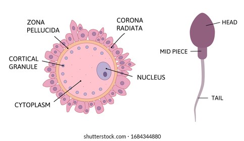 Ovum Spermatozoon Anatomy Vector Illustration Isolated Stock Vector ...