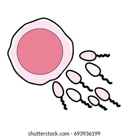 ovum and spermatozoon fertilization process