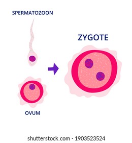 Ovum, spermatozoon and zygote drawings isolated on white background. Egg cell and sperm cell. Fertilization concept. Hand drawn biology poster design. Modern vector illustration