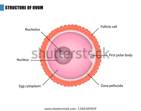 Ovum Structure Egg Cell Stock Vector (Royalty Free) 1186589839